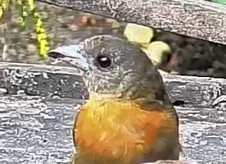 Passerini's tanager