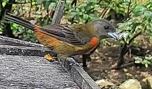Passerini's tanager