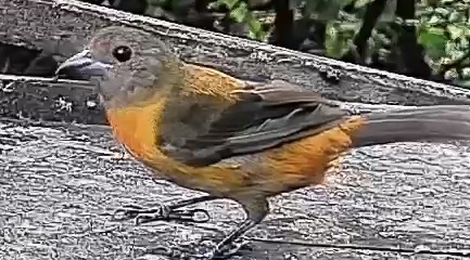 Passerini's tanager