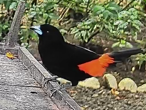 Passerini's tanager