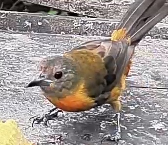 Passerini's tanager