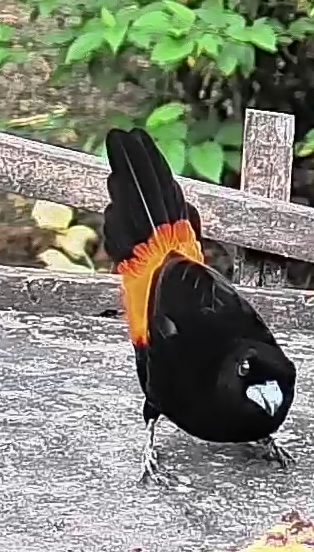Flame-rumped Tanager