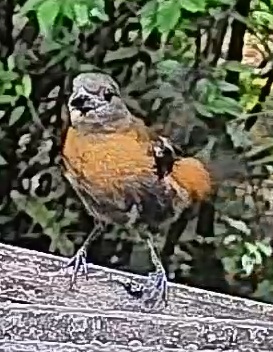 Passerini's tanager