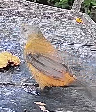 Passerini's tanager