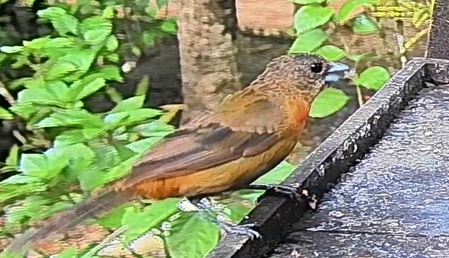 Passerini's tanager