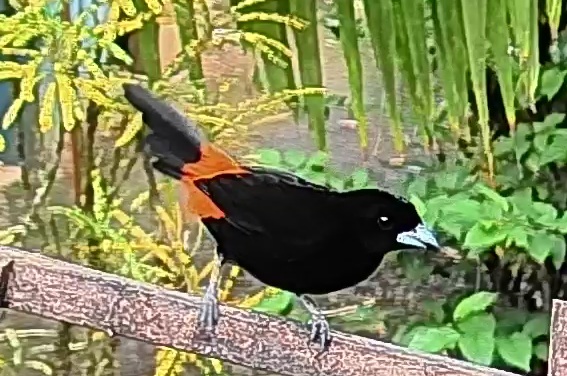 Flame-rumped Tanager