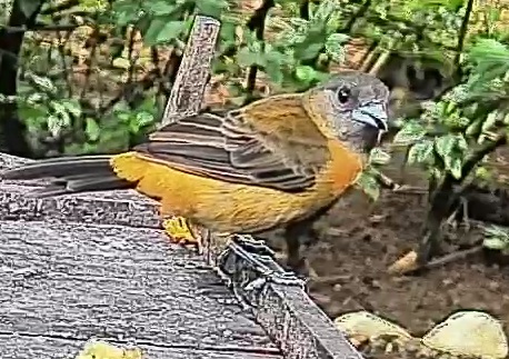 Passerini's tanager
