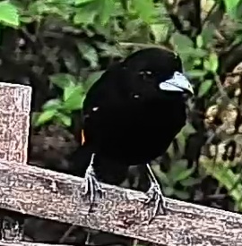 Flame-rumped Tanager