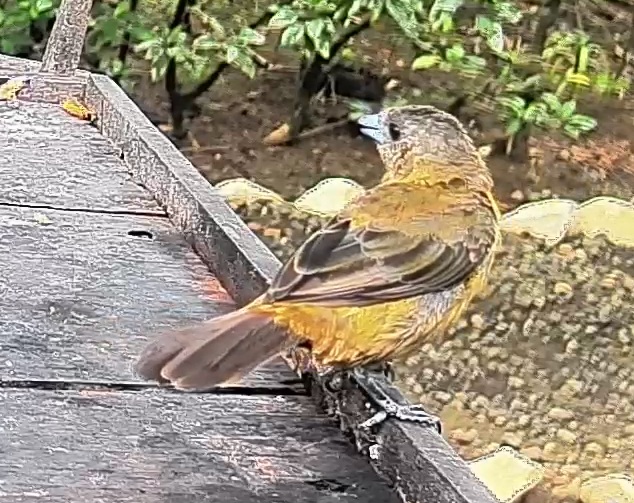 Passerini's tanager