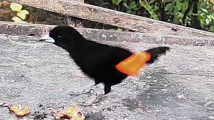 Flame-rumped Tanager
