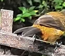 Passerini's tanager