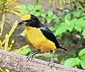 Thick-billed euphonia