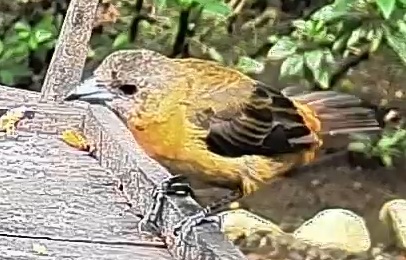 Flame-rumped Tanager