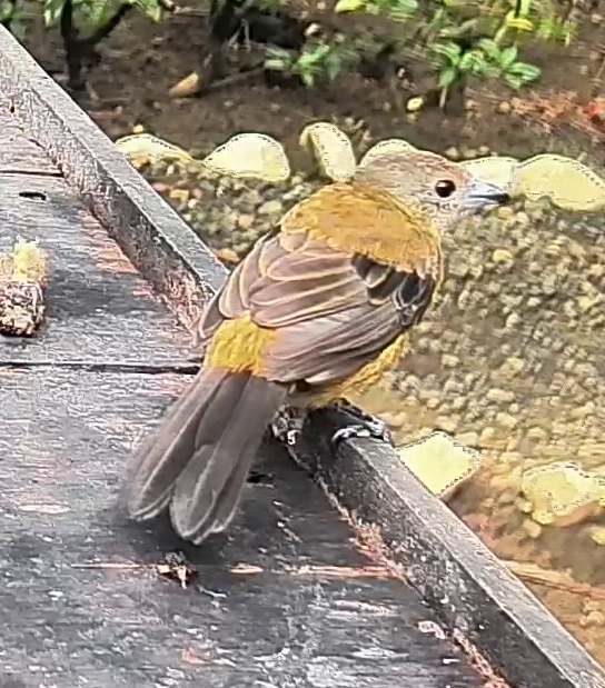 Passerini's tanager