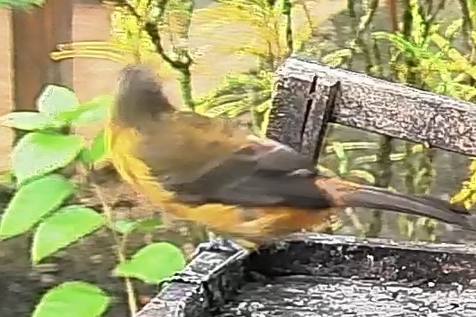 Passerini's tanager