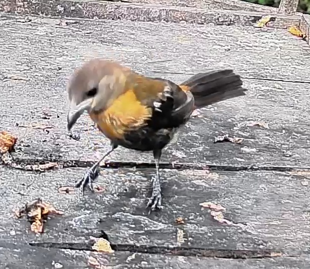 Passerini's tanager