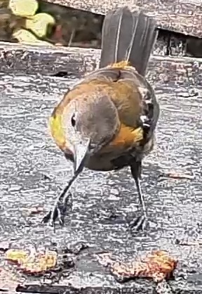Hispaniolan oriole