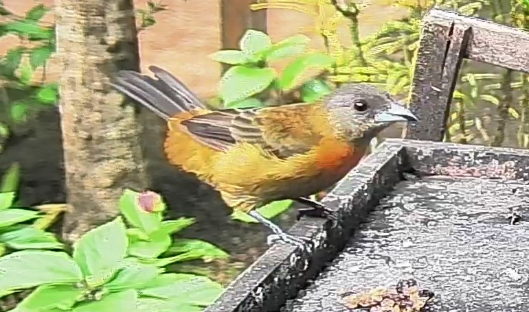 Passerini's tanager