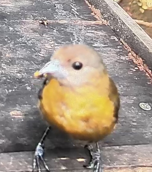 Passerini's tanager