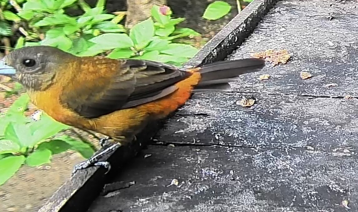 Passerini's tanager