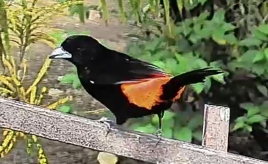 Flame-rumped Tanager