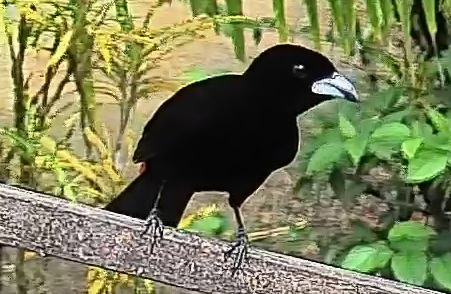Flame-rumped Tanager