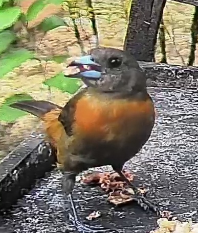 Passerini's tanager