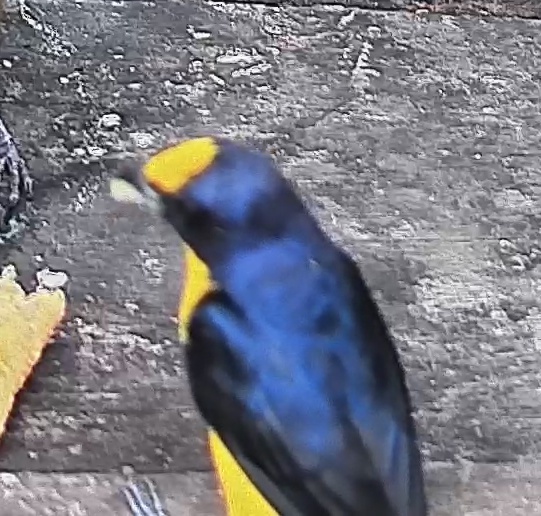 Thick-billed euphonia