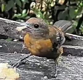 Passerini's tanager