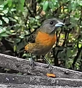 Passerini's tanager