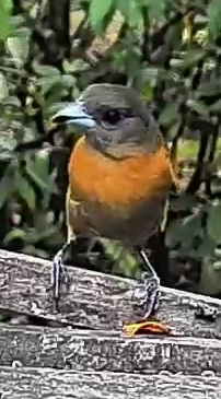 Passerini's tanager