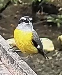 Bananaquit