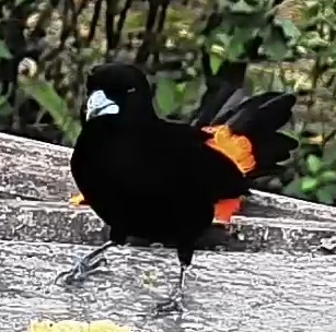 Flame-rumped Tanager