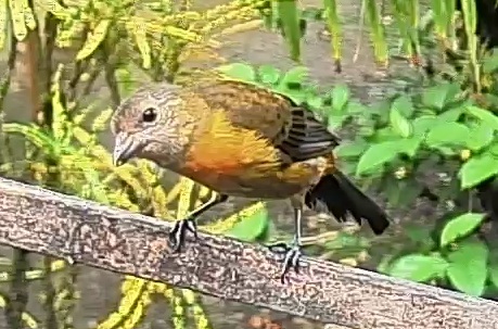 Passerini's tanager