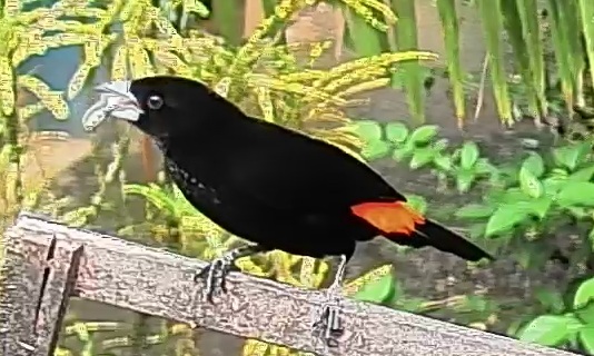 Flame-rumped Tanager
