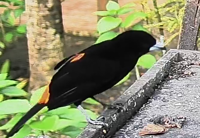 Flame-rumped Tanager
