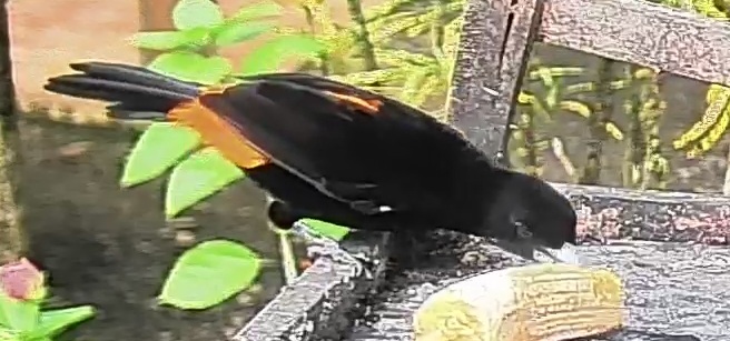 Flame-rumped Tanager