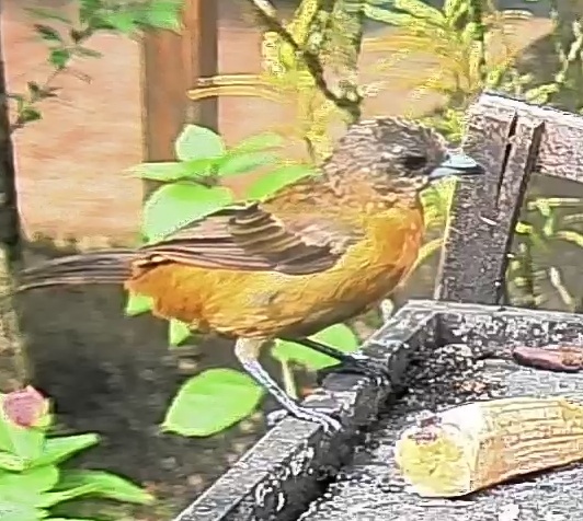 Flame-rumped Tanager