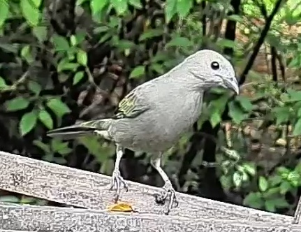 Palm tanager
