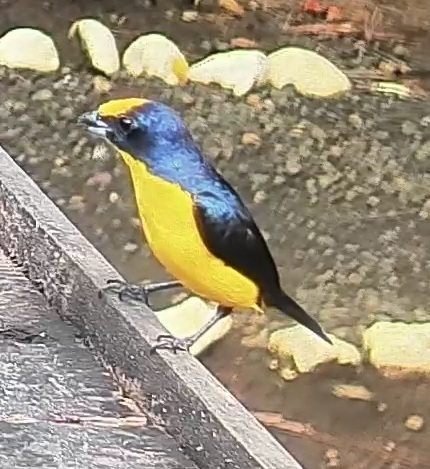 Thick-billed euphonia