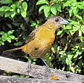Flame-rumped Tanager