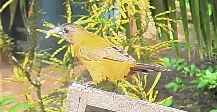 Passerini's tanager