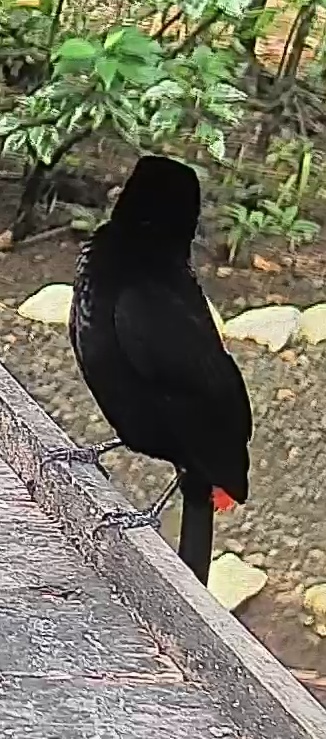Passerini's tanager