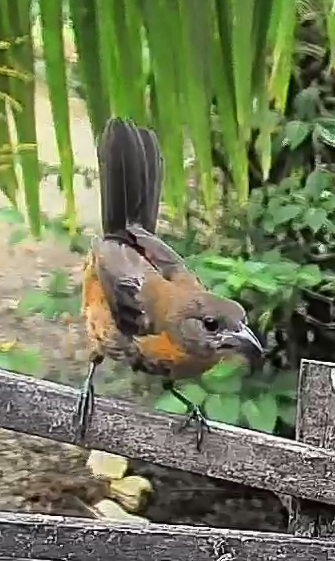 Passerini's tanager