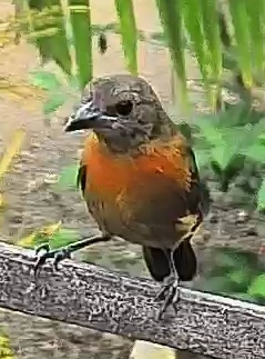 Passerini's tanager
