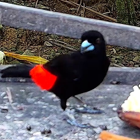 Scarlet-rumped Tanager