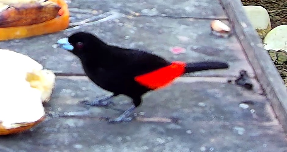 Scarlet-rumped Tanager