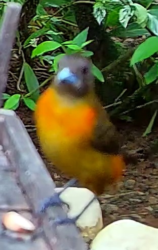 Scarlet-rumped Tanager