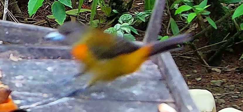 Cherrie's tanager