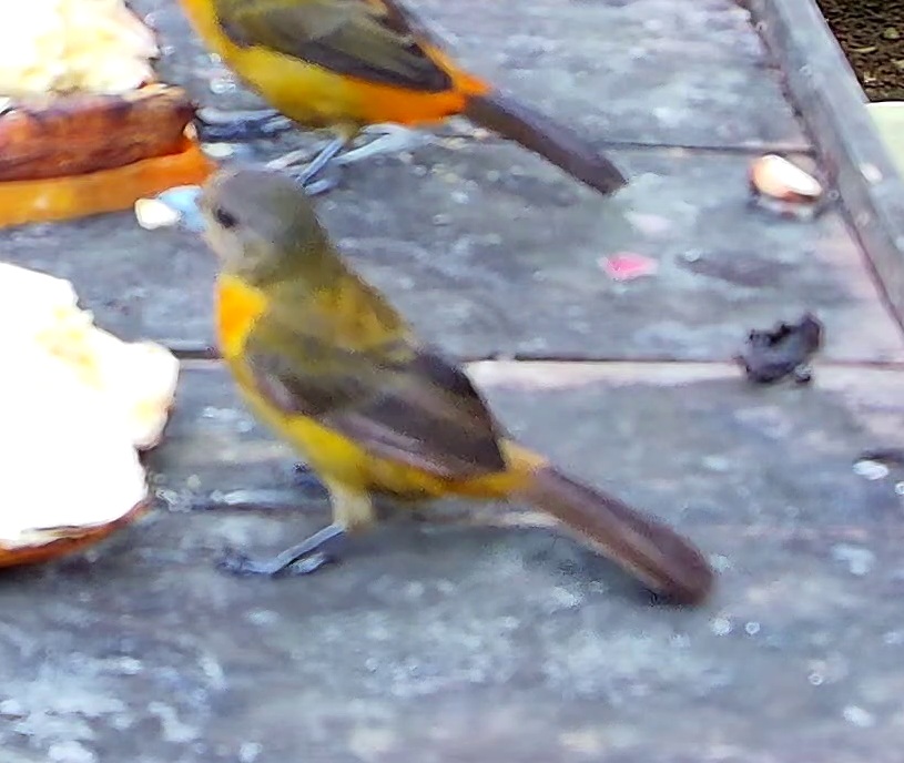 Flame-rumped Tanager
